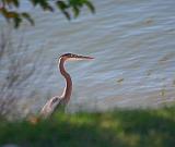Heron Beside The Cumberland River_24502